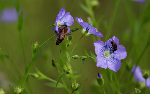Delicate green flowers from Chrome web store to be run with OffiDocs Chromium online Delicate green flowers from Chrome web store to be run with OffiDocs Chromium online