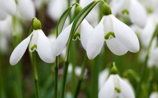 Delicate Snowdrop Blooms  from Chrome web store to be run with OffiDocs Chromium online