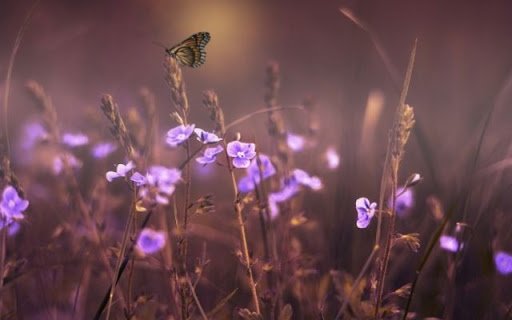 Delicate Veronica in a Soft Haze  from Chrome web store to be run with OffiDocs Chromium online