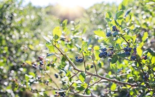 delicious blueberries  from Chrome web store to be run with OffiDocs Chromium online