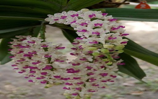 Dendrobium wallpaper  from Chrome web store to be run with OffiDocs Chromium online