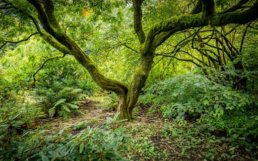 dense forest  from Chrome web store to be run with OffiDocs Chromium online