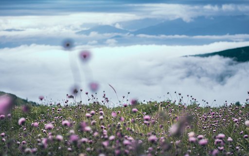 Dew and flowers from Chrome web store to be run with OffiDocs Chromium online Dew and flowers from Chrome web store to be run with OffiDocs Chromium online