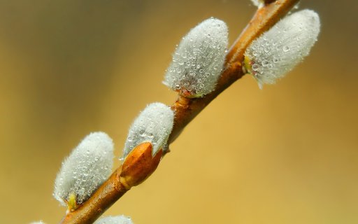 Dew bathed flower buds  from Chrome web store to be run with OffiDocs Chromium online