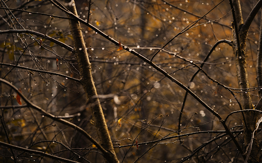 Dew Covered Branches in Autumn Forest  from Chrome web store to be run with OffiDocs Chromium online