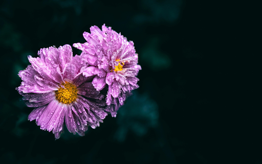 Dew on Purple Petals  from Chrome web store to be run with OffiDocs Chromium online