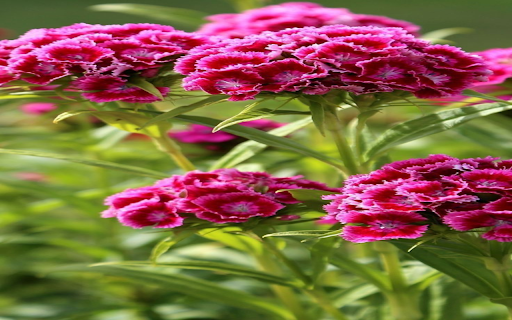Dianthus barbatus flower wallpaper  from Chrome web store to be run with OffiDocs Chromium online