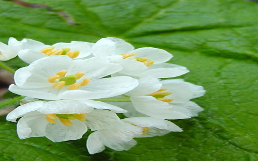 Diphylleia Grayi flower wallpaper  from Chrome web store to be run with OffiDocs Chromium online