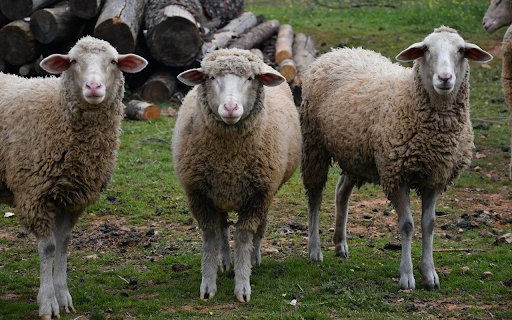 Dirty sheep  from Chrome web store to be run with OffiDocs Chromium online
