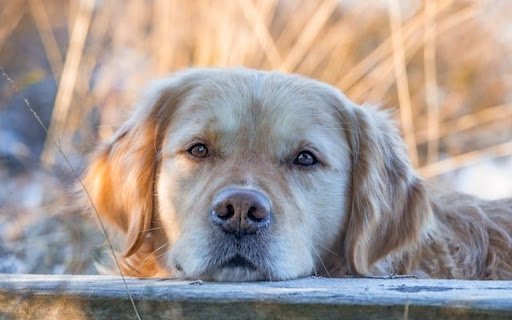 DOG 3 Theme  from Chrome web store to be run with OffiDocs Chromium online