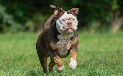 DOG 4 Theme  from Chrome web store to be run with OffiDocs Chromium online