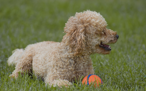 Dog and Ball  from Chrome web store to be run with OffiDocs Chromium online