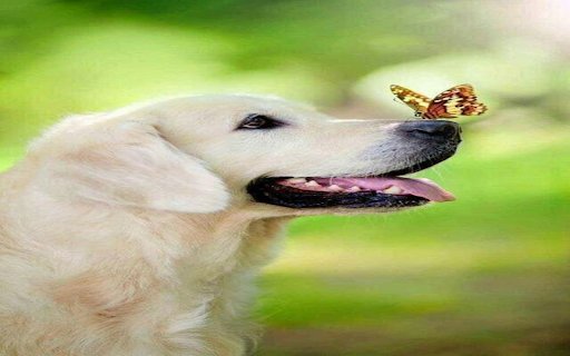 Dog and butterfly wallpaper  from Chrome web store to be run with OffiDocs Chromium online
