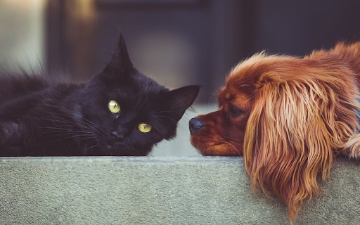 Dog and cat  from Chrome web store to be run with OffiDocs Chromium online