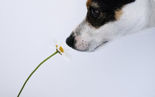 Dog and flower  from Chrome web store to be run with OffiDocs Chromium online