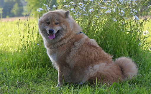 Dog and flowers  from Chrome web store to be run with OffiDocs Chromium online