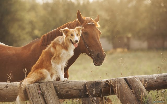 Dog and Horse uit de Chrome-webwinkel om te worden uitgevoerd met OffiDocs Chromium online