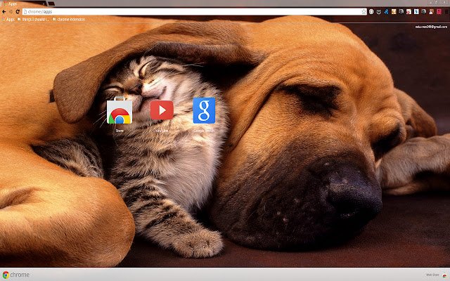 Câine și pisoi la rezoluție de 1366 X 768 din magazinul web Chrome, care vor fi rulați cu OffiDocs Chromium online