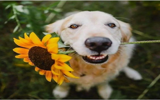 Dog and sunflower wallpaper  from Chrome web store to be run with OffiDocs Chromium online