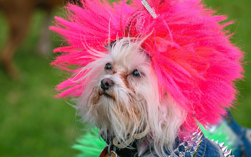 Dog and Wig  from Chrome web store to be run with OffiDocs Chromium online