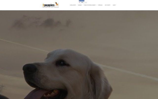 Ogłoszenia o sprzedaży psa ze sklepu internetowego Chrome, które można uruchamiać za pomocą OffiDocs Chromium online