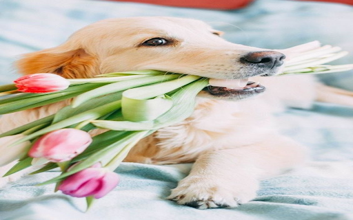 Dog holding tulip wallpaper  from Chrome web store to be run with OffiDocs Chromium online