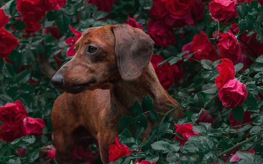 Dog in the flower garden from Chrome web store to be run with OffiDocs Chromium online Dog in the flower garden from Chrome web store to be run with OffiDocs Chromium online