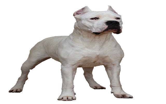 Dogo Argentino  from Chrome web store to be run with OffiDocs Chromium online