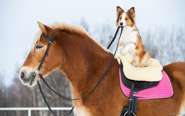 Dog on Horse из интернет-магазина Chrome будет работать с OffiDocs Chromium онлайн