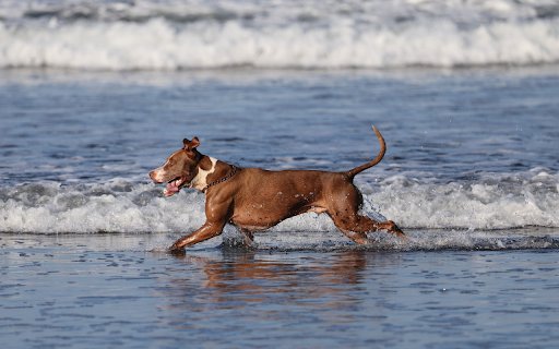Dog on the beach  from Chrome web store to be run with OffiDocs Chromium online