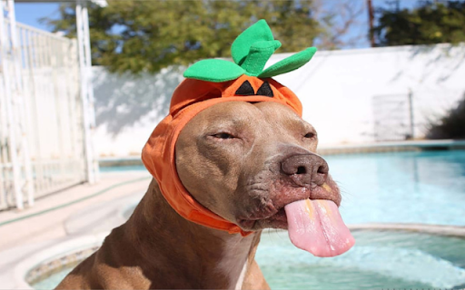 Dog Panting: A Happy and Relaxed Companion  from Chrome web store to be run with OffiDocs Chromium online