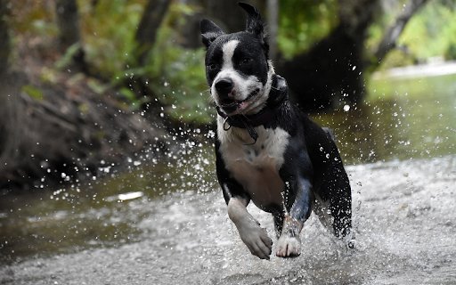 Dog running in the water  from Chrome web store to be run with OffiDocs Chromium online