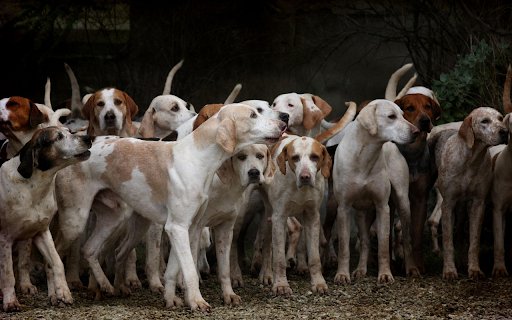Dogs  from Chrome web store to be run with OffiDocs Chromium online