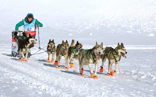 Dogs and sleds  from Chrome web store to be run with OffiDocs Chromium online