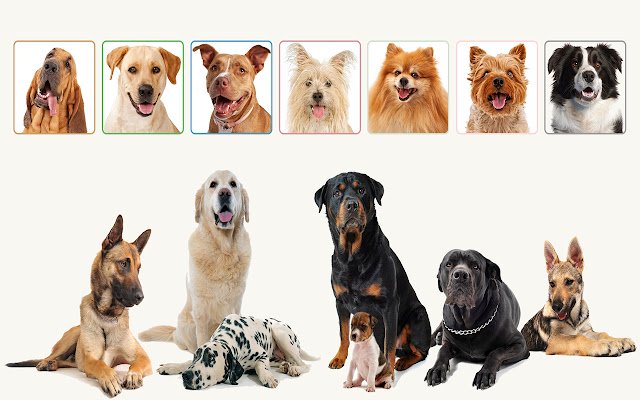Dogs Collage from Chrome web store to be run with OffiDocs Chromium online Dogs Collage from Chrome web store to be run with OffiDocs Chromium online