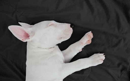 Dog sleeping  from Chrome web store to be run with OffiDocs Chromium online