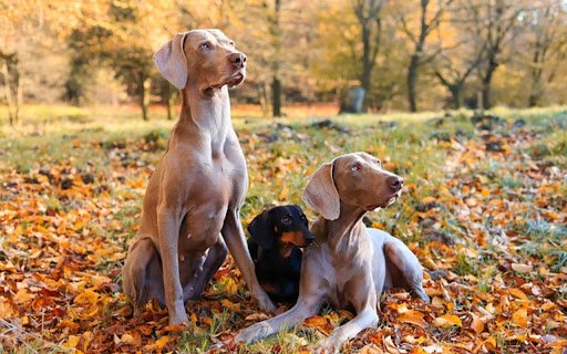 DOGS THEME  from Chrome web store to be run with OffiDocs Chromium online