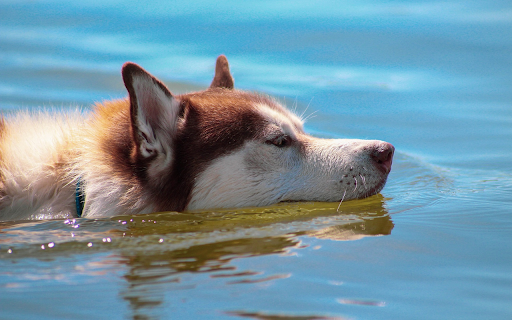 Dog swimming in water  from Chrome web store to be run with OffiDocs Chromium online