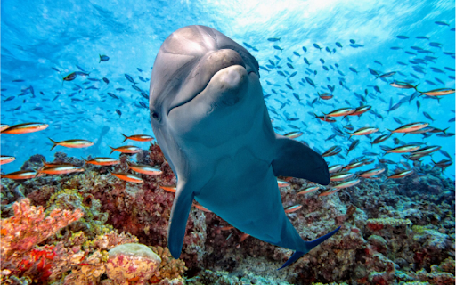 Dolphin  from Chrome web store to be run with OffiDocs Chromium online