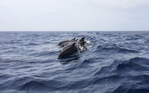Dolphins swimming  from Chrome web store to be run with OffiDocs Chromium online