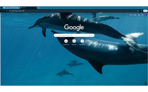 Dolphins swimming in the ocean from Chrome web store to be run with OffiDocs Chromium online Dolphins swimming in the ocean from Chrome web store to be run with OffiDocs Chromium online