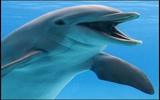 dolphin wallpaper  from Chrome web store to be run with OffiDocs Chromium online