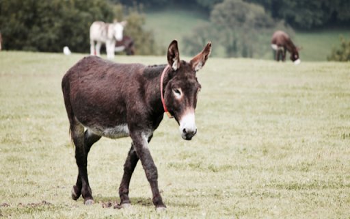 Donkey  from Chrome web store to be run with OffiDocs Chromium online