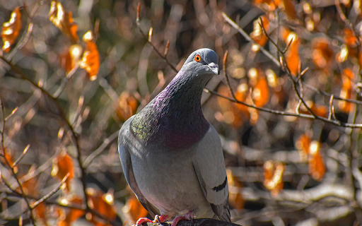 Dove on the Tree  from Chrome web store to be run with OffiDocs Chromium online