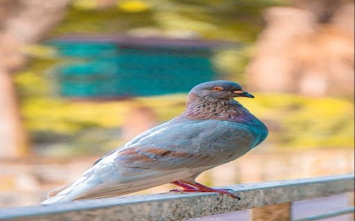 dove wallpaper  from Chrome web store to be run with OffiDocs Chromium online