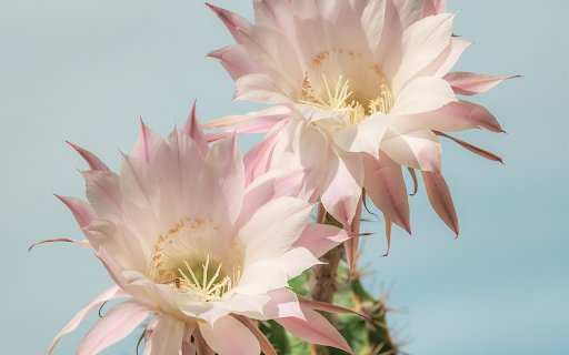 Dragon dew flower  from Chrome web store to be run with OffiDocs Chromium online