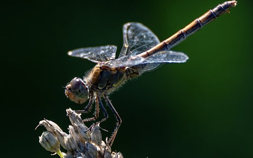 Dragonfly  from Chrome web store to be run with OffiDocs Chromium online