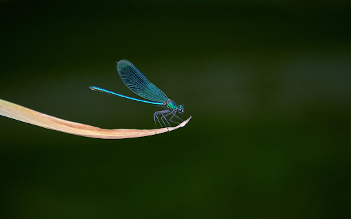 Dragonfly on dry leaves  from Chrome web store to be run with OffiDocs Chromium online