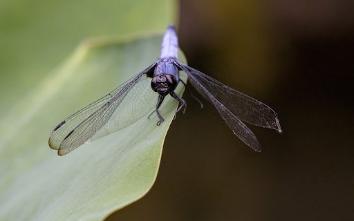 Dragonfly perched on a leaf from Chrome web store to be run with OffiDocs Chromium online Dragonfly perched on a leaf from Chrome web store to be run with OffiDocs Chromium online