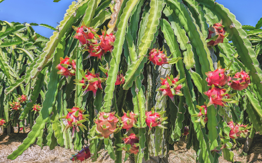 Dragon fruit Tree  from Chrome web store to be run with OffiDocs Chromium online